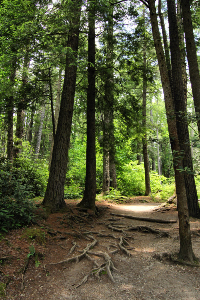 Hiking Blue Ridge Parkway